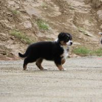 Magnifiques chiots berger australien lof #2