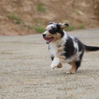 Magnifiques chiots berger australien lof #3
