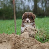 Magnifiques chiots berger australien lof #6