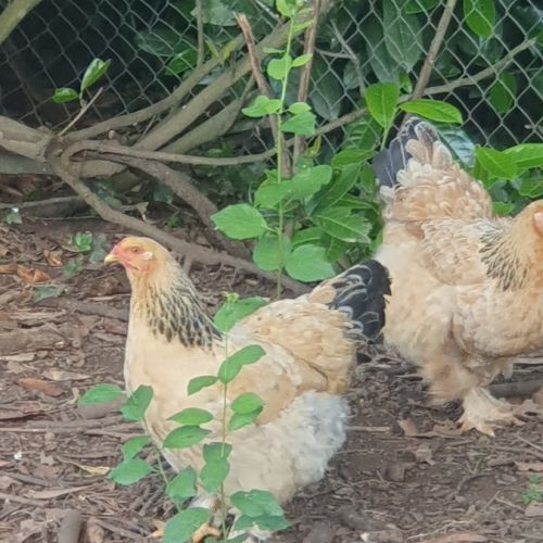 Oeufs fécondés de brahma pure race #2