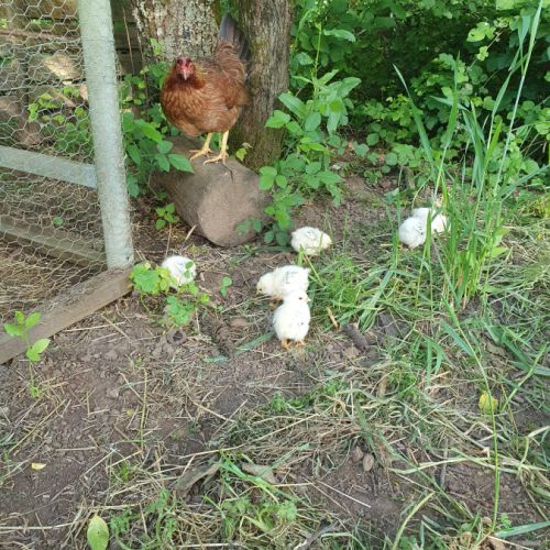 Oeufs fécondés de brahma pure race #4