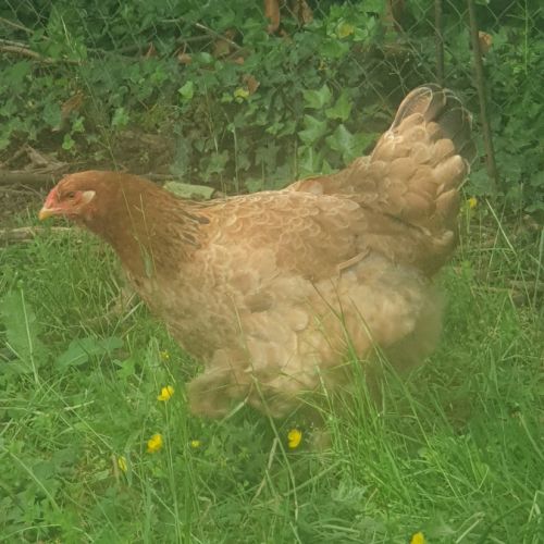 Oeufs fécondés de brahma pure race #6