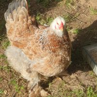 Oeufs fécondés de brahma pure race #1