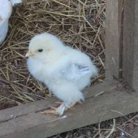 Oeufs fécondés de brahma pure race #3