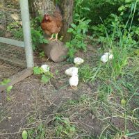 Oeufs fécondés de brahma pure race #4