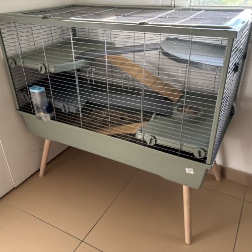 À donner deux rats #1