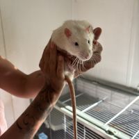 À donner deux rats #2