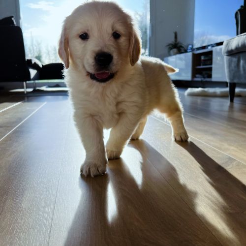 Magnifique chiots type golden retriever #0