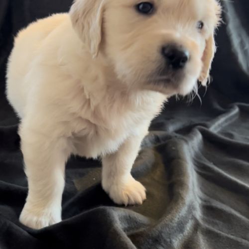 Magnifique chiots type golden retriever #3