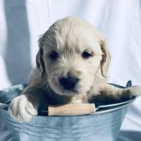 Magnifique chiots type golden retriever #2