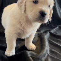 Magnifique chiots type golden retriever #3