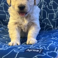 Magnifique chiots type golden retriever #4