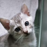 Magnifiques chatons bengal loof #1