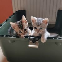 Magnifiques chatons bengal loof #2