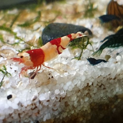 Crevettes red et black crystal #1