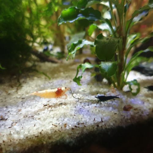 Crevettes red et black crystal #2