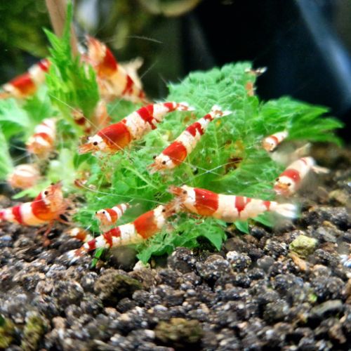 Crevettes red et black crystal #7