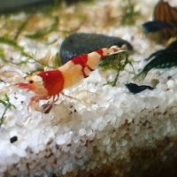 Crevettes red et black crystal #1