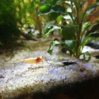 Crevettes red et black crystal #2