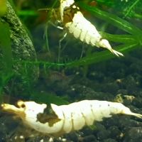 Crevettes red et black crystal #3