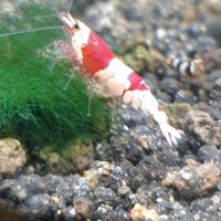 Crevettes red et black crystal #4