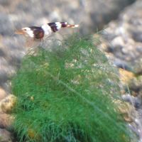 Crevettes red et black crystal #5