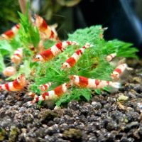 Crevettes red et black crystal #7