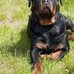 Chiots rottweiler beau gabarit #2