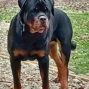 Chiots rottweiler beau gabarit #3