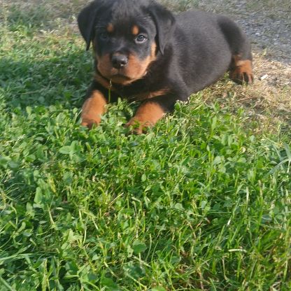 Chiots rottweiler beau gabarit #6