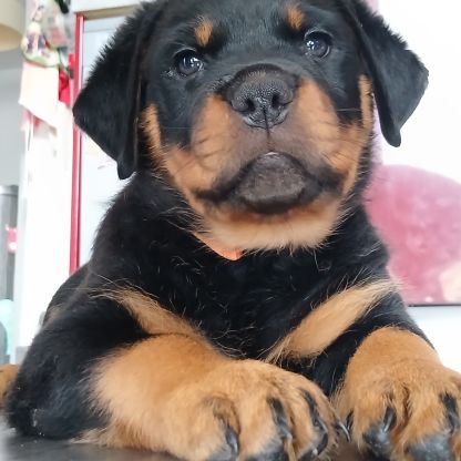 Chiots rottweiler beau gabarit #9