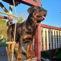 Chiots rottweiler beau gabarit #1
