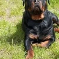 Chiots rottweiler beau gabarit #2