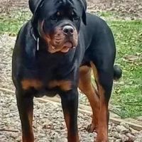 Chiots rottweiler beau gabarit #3