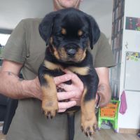 Chiots rottweiler beau gabarit #4