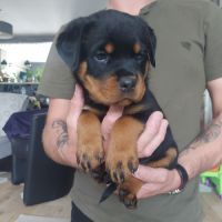 Chiots rottweiler beau gabarit