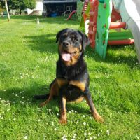 Chiots rottweiler beau gabarit #7