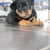 Chiots rottweiler beau gabarit #8