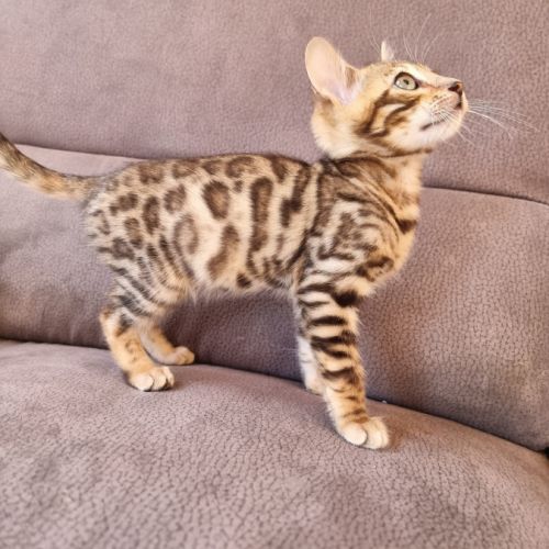 Chaton bengal #1
