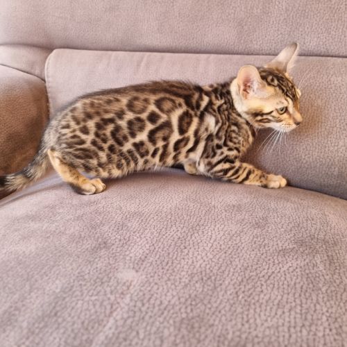 Chaton bengal #2