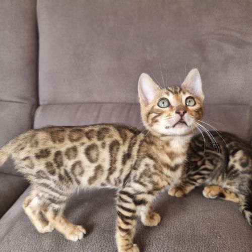 Chaton bengal #4