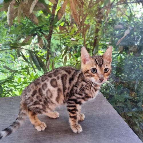 Chaton bengal #5