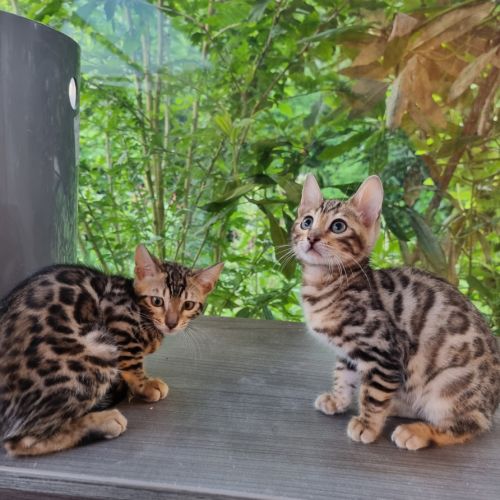 Chaton bengal #6