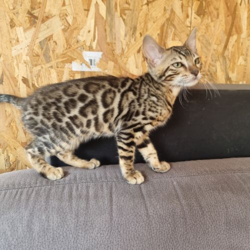 Chaton bengal #8