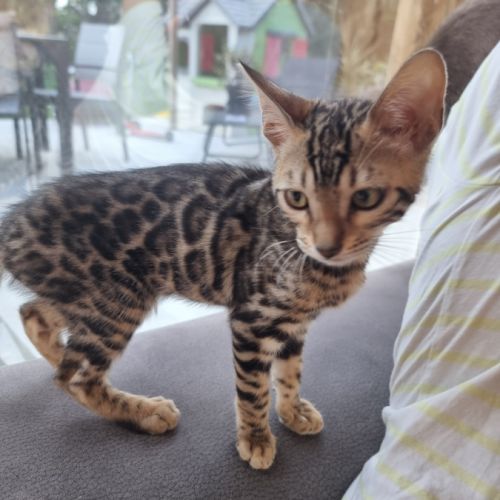 Chaton bengal #9