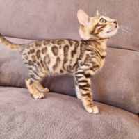 Chaton bengal #1