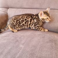 Chaton bengal #2