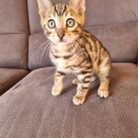 Chaton bengal #3