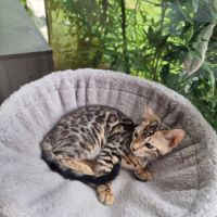 Chaton bengal
