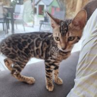 Chaton bengal #9